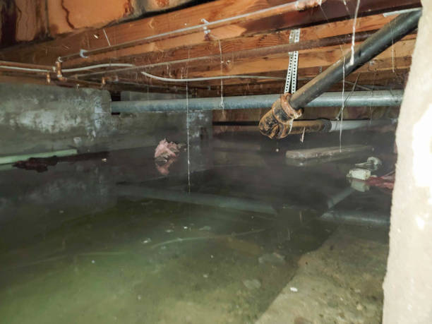 Best Flood restoration services  in Lake Nacimiento, CA