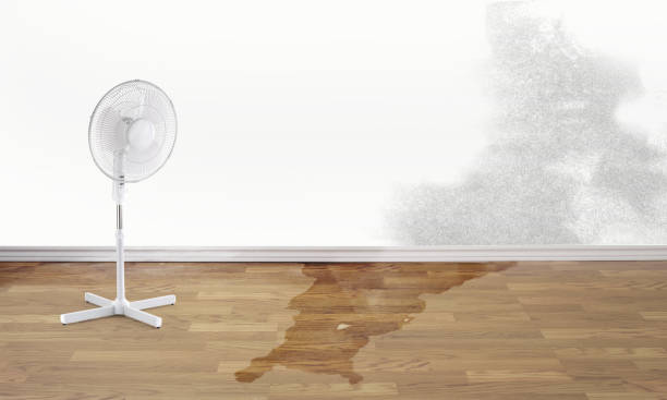 Best Mold removal after water damage  in Lake Nacimiento, CA